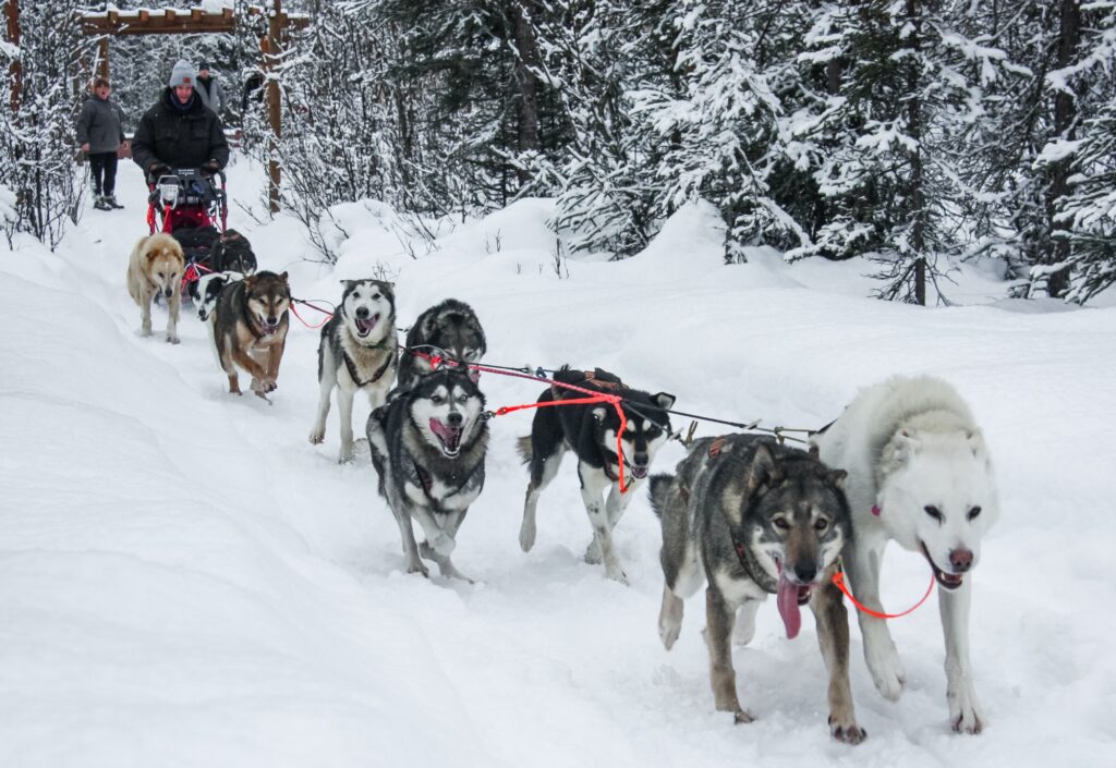 Dog Mushing College Course